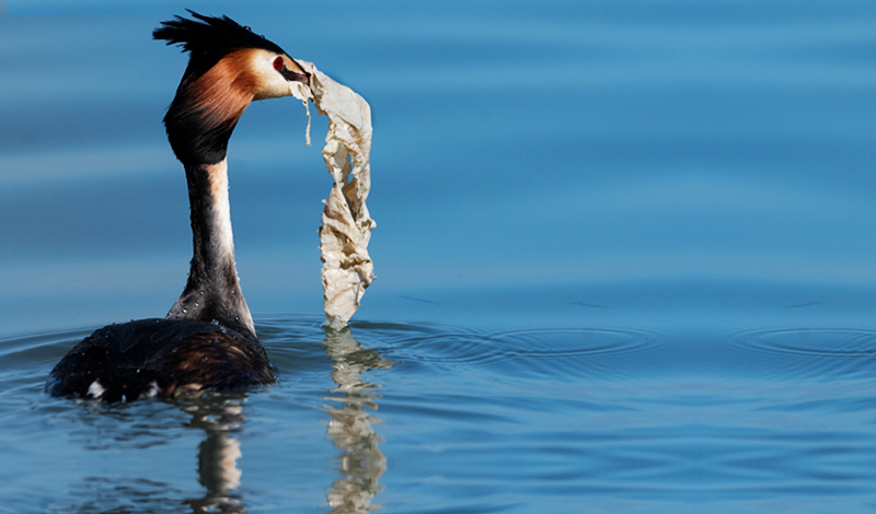 Insieme contro l'inondazione di plastica